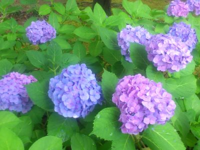 7月の定休日のお知らせ